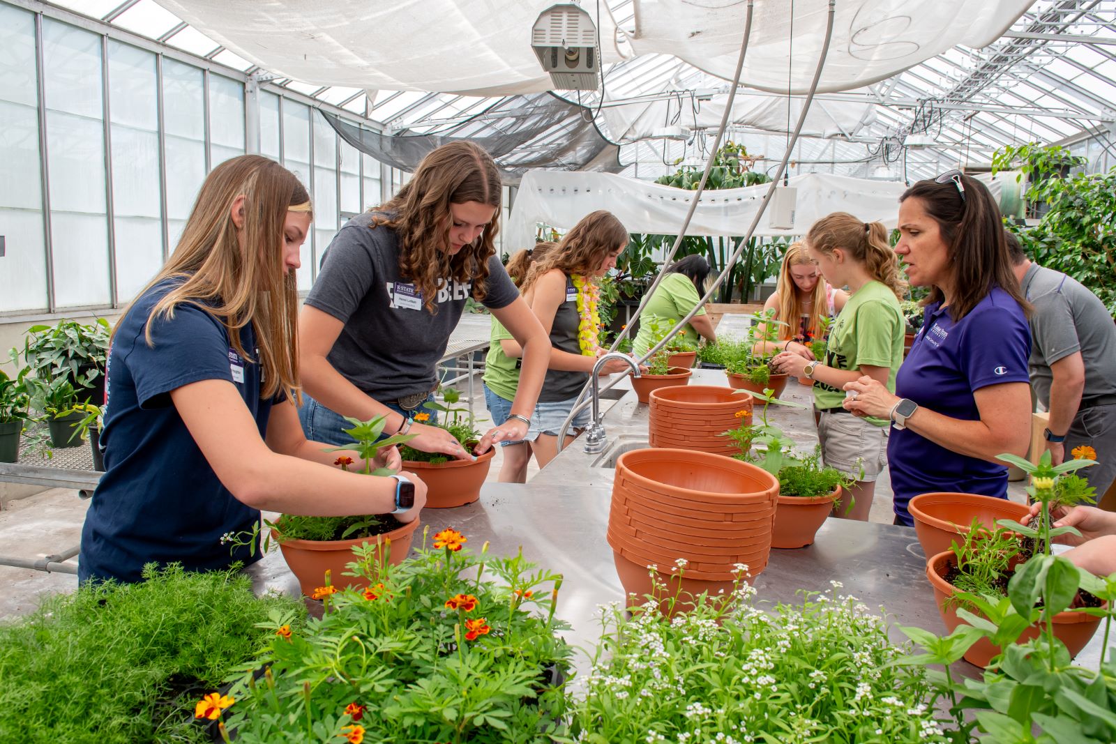 Sunflowers and Blue Sky