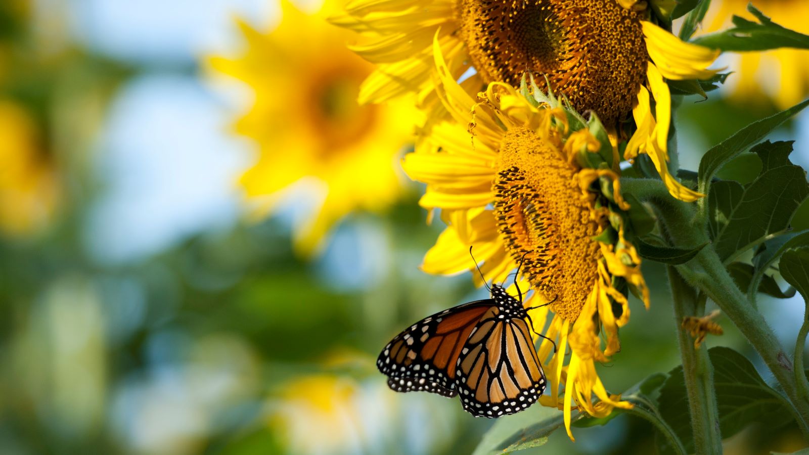 monarch on sunflower petals