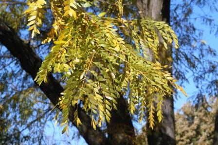Honeylocust foliage (fall color)