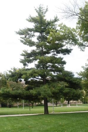 Pine tree