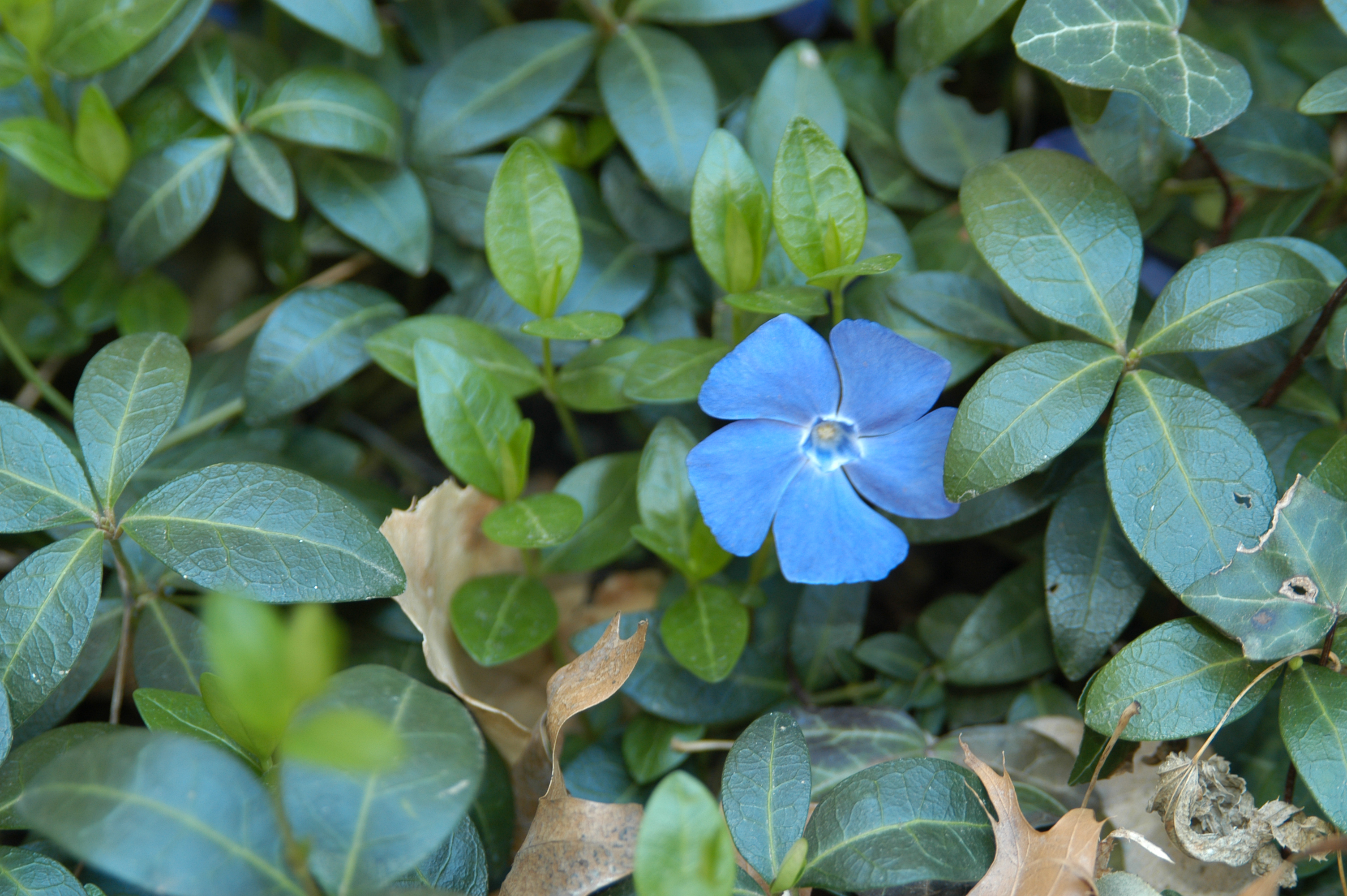 Vinca groundcover foliage & flower